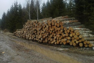 medienos ištraukimas